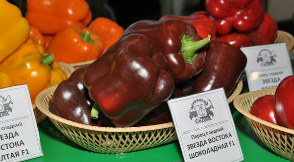 Семена томатов, перцев и баклажанов: краткая подсказка по выбору сортов и гибридов для посева на рассаду Семена томатов, перцев и баклажанов: краткая подсказка по выбору сортов и гибридов для посева на рассаду