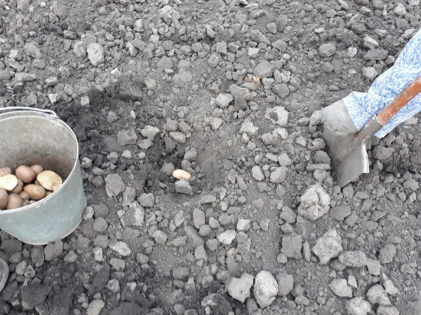 Нужно ли класть в лунку при посадке картофеля удобрения или всё же нет: ответ агрономов Нужно ли класть в лунку при посадке картофеля удобрения или всё же нет: ответ агрономов