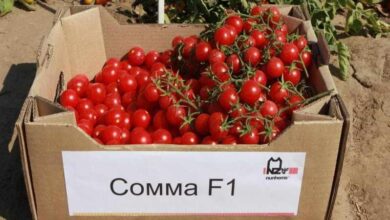 Семена F1