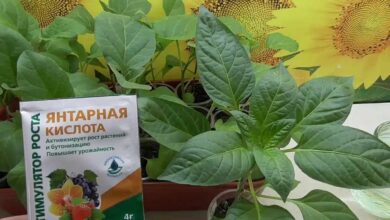 Чем полезна янтарная кислота для растений