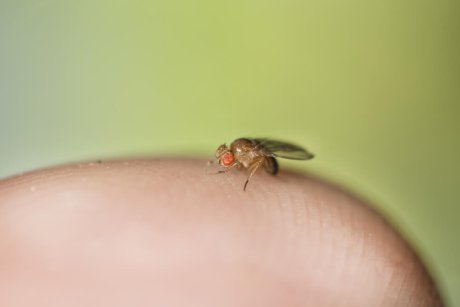 Плодовые мушки на кухне: откуда берутся и как избавиться Плодовые мушки на кухне: откуда берутся и как избавиться
