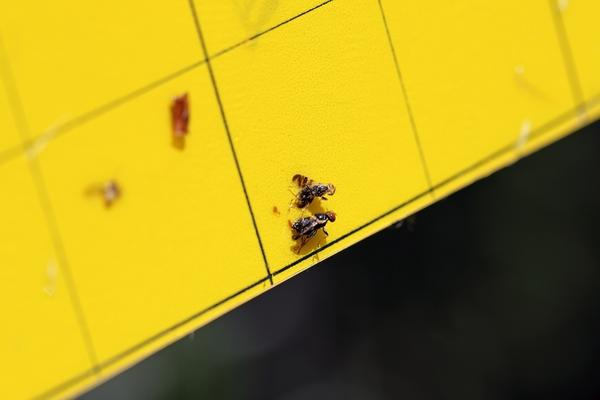 7 опасных мух, которые вредят растениям в саду и огороде. Как опознать — и избавиться 7 опасных мух, которые вредят растениям в саду и огороде. Как опознать — и избавиться