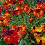 Растения для клумб лакфиоль