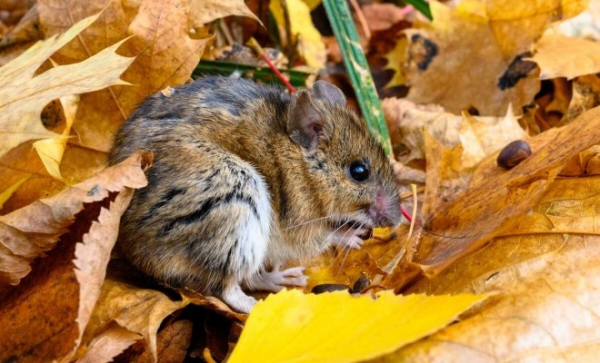 5 вредителей, с которыми лучше всего бороться осенью