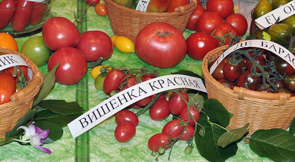Семена томатов, перцев и баклажанов: краткая подсказка по выбору сортов и гибридов для посева на рассаду Семена томатов, перцев и баклажанов: краткая подсказка по выбору сортов и гибридов для посева на рассаду
