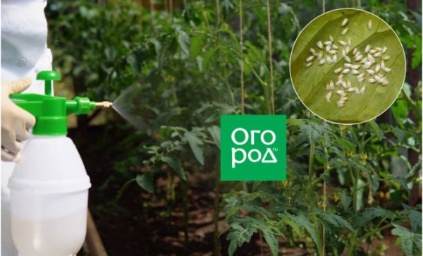 10 средств от белокрылки: народные, био- и промышленные 10 средств от белокрылки: народные, био- и промышленные