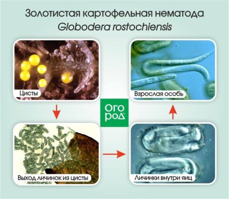 Золотистая нематода: все о необычном вредителе Золотистая нематода: все о необычном вредителе