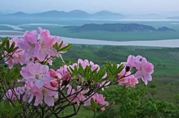 Рододендрон Шлиппенбаха — яркий и морозостойкий кустарник Рододендрон Шлиппенбаха — яркий и морозостойкий кустарник