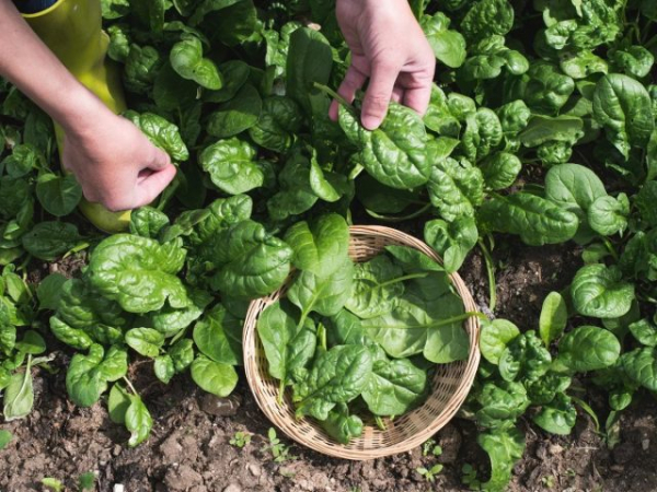 Замена мясу — лучшие растения с огорода для белкового рациона Замена мясу — лучшие растения с огорода для белкового рациона